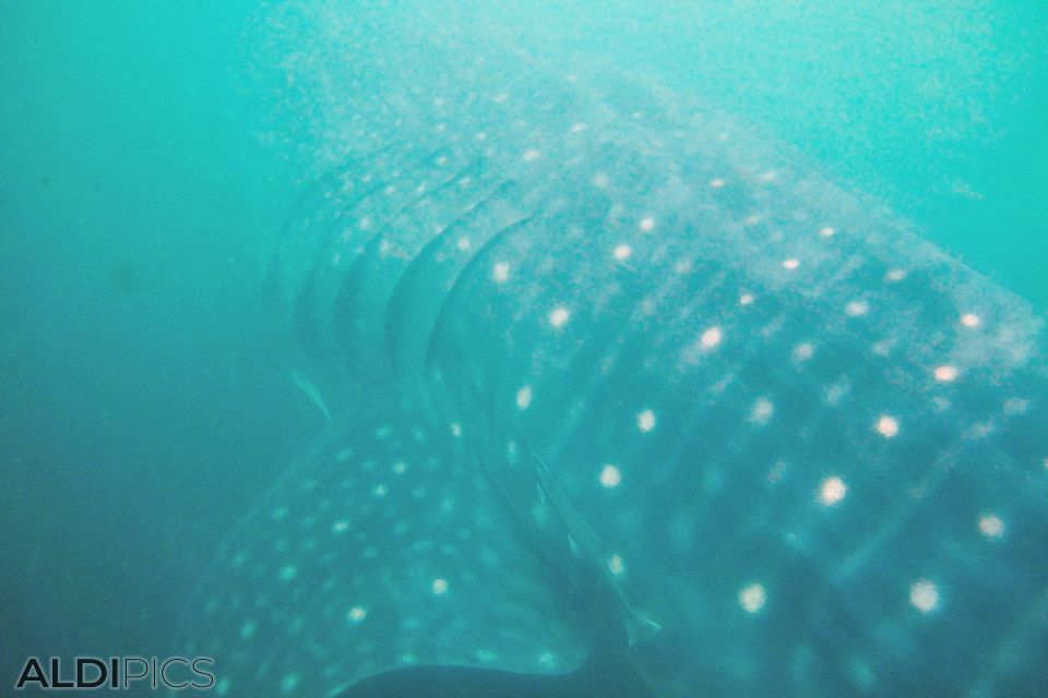 Whale shark