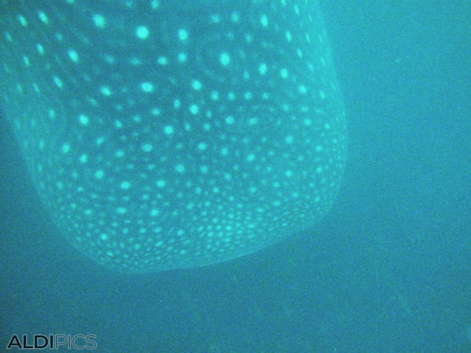 Whale shark