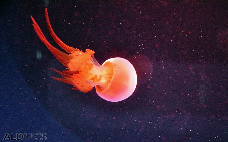 Orange jellyfish