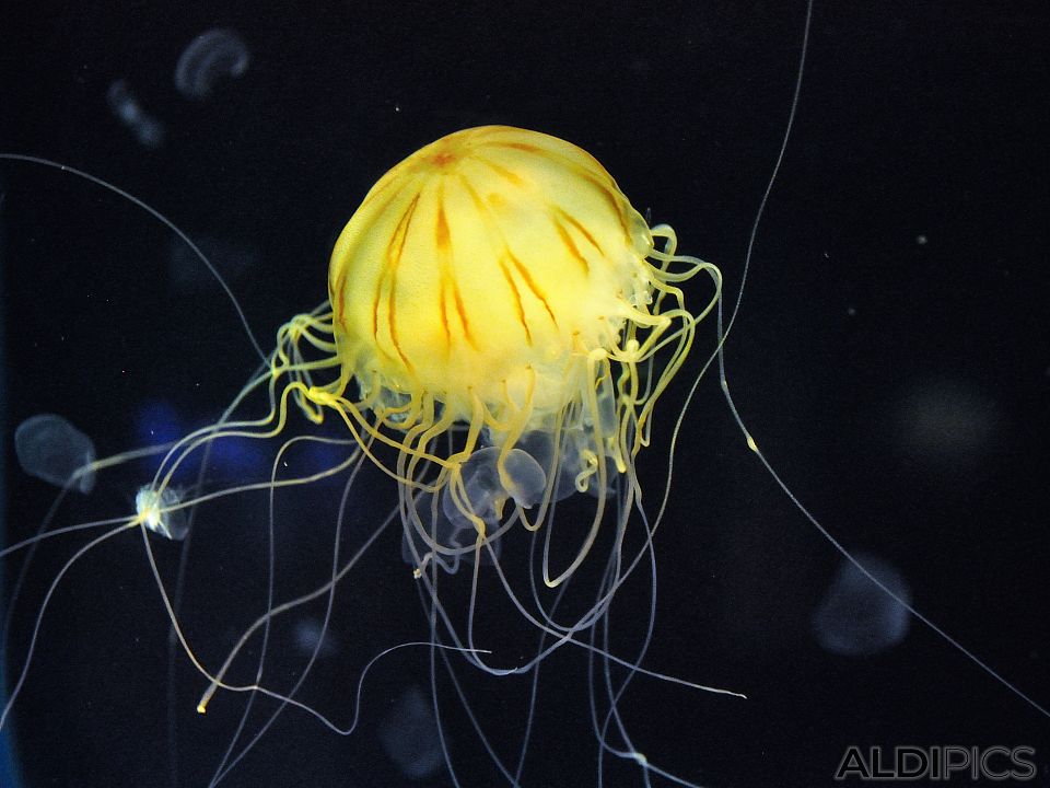 Yellow jellyfish