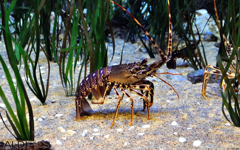 Aquarium Forum Istanbul