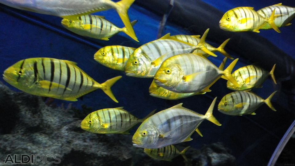 Aquarium Forum Istanbul