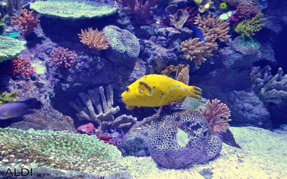 Aquarium Forum Istanbul