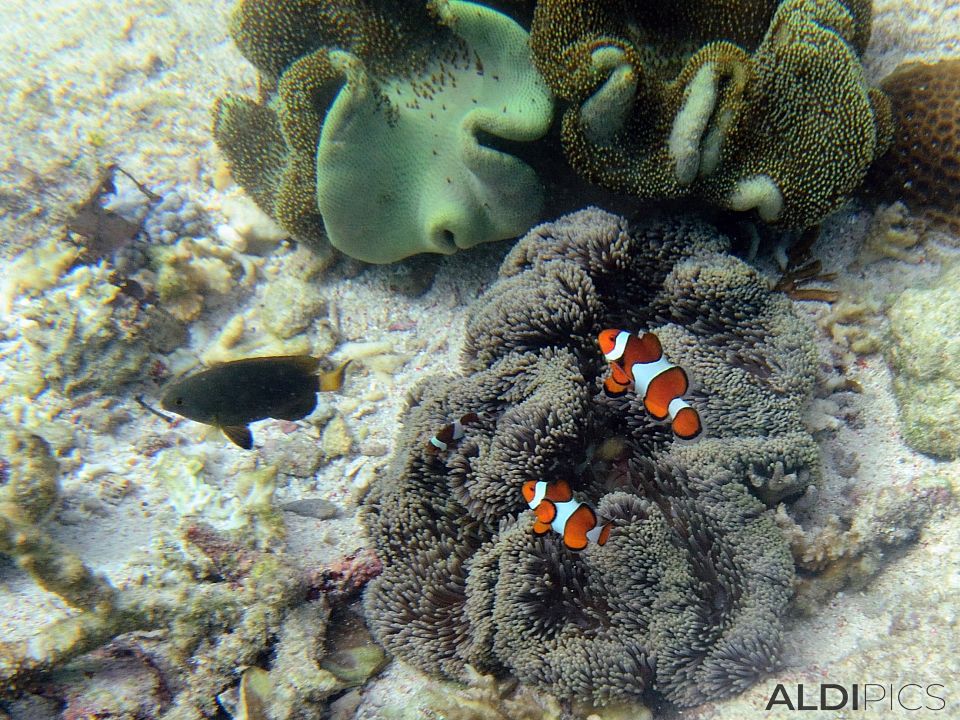 Coral reefs