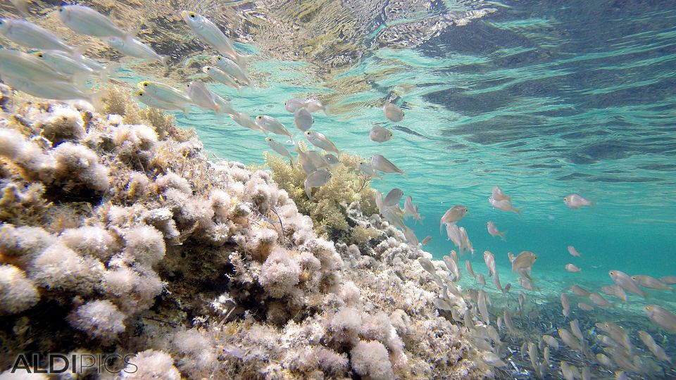 Snorkeling in Malta