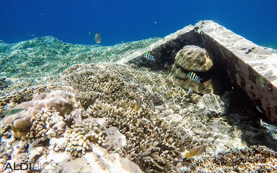 Reefs of Gili Meno