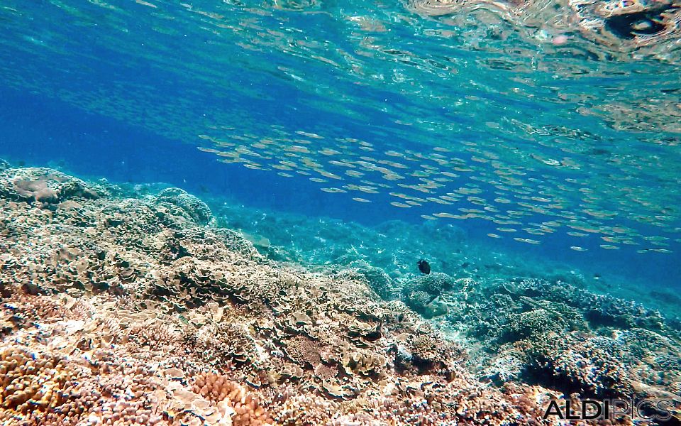 Reefs of Gili Meno