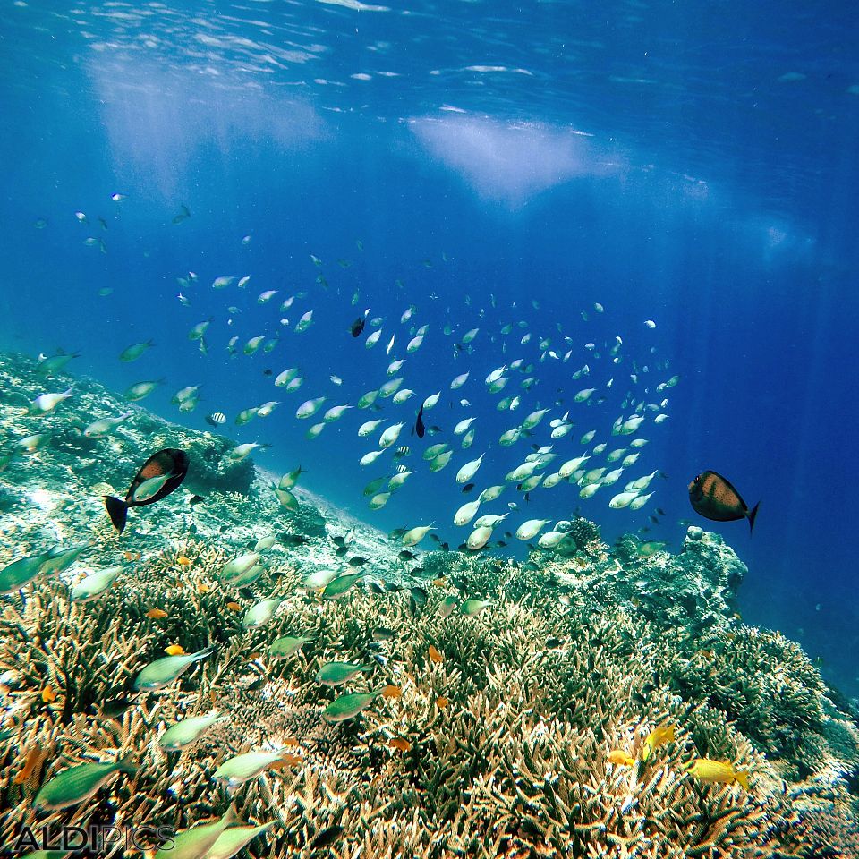 Reefs of Gili Meno