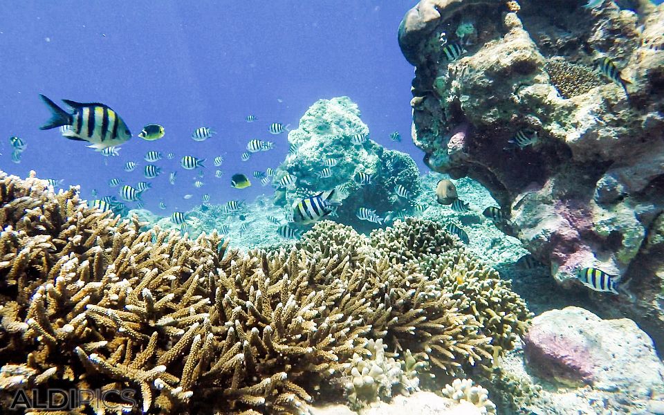 Reefs of Gili Meno