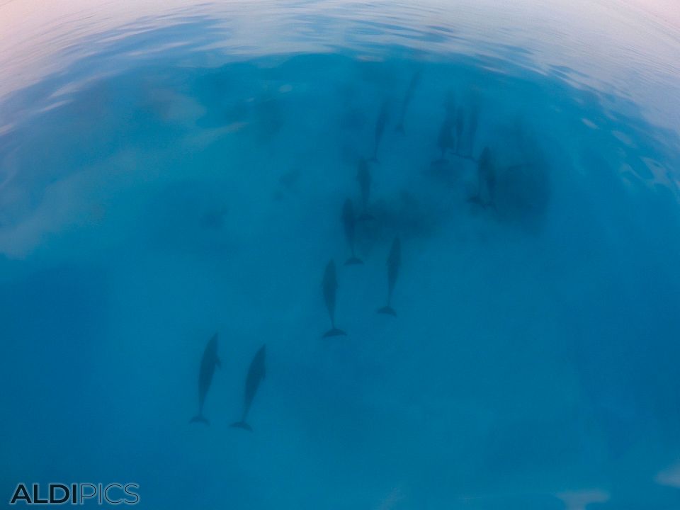 Dolphins