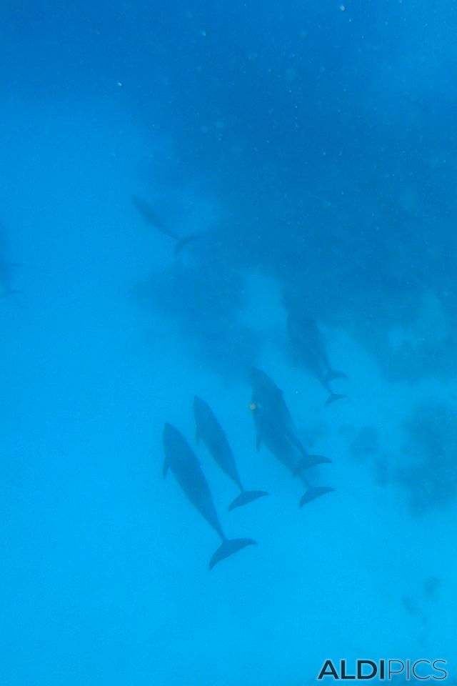 Dolphins