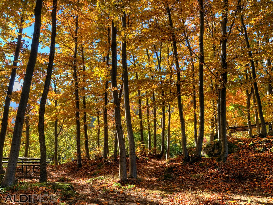 Autumn in Rhodopes near Rosovo village