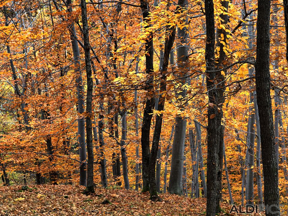 Forest near Ardino