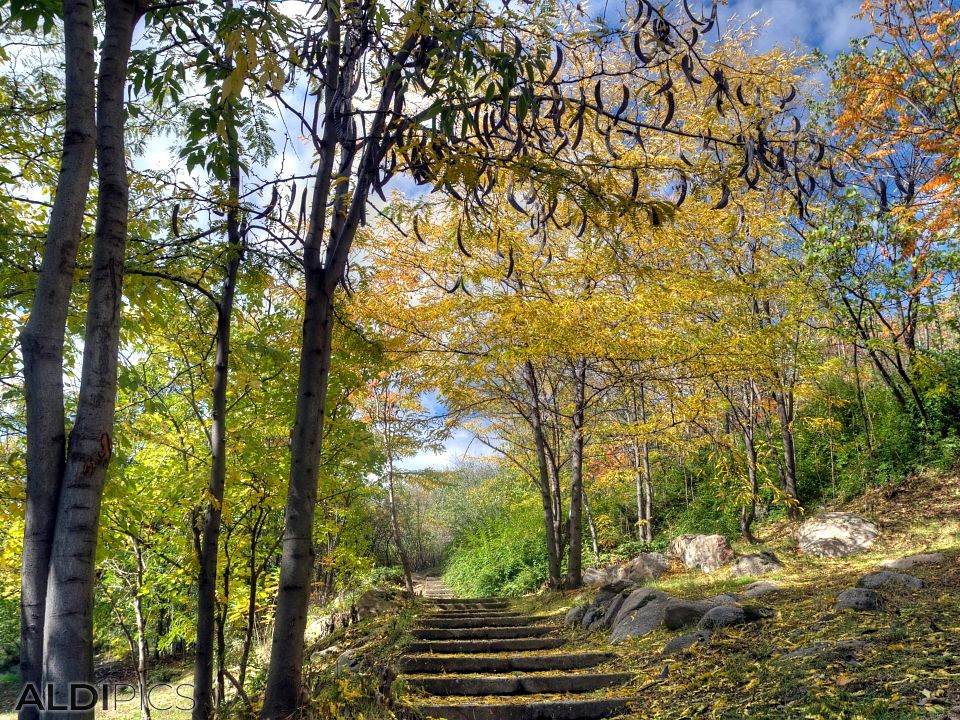 The stairs in the park