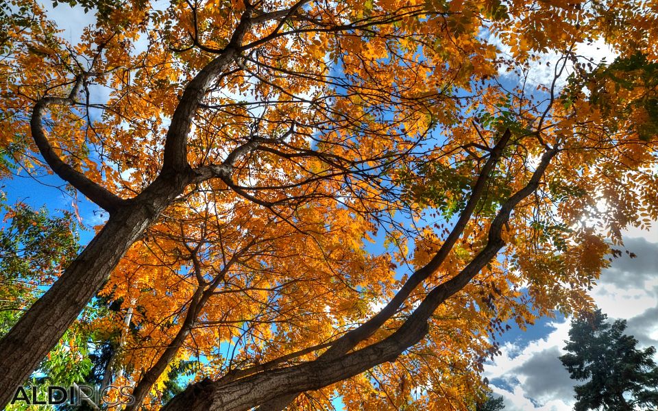 Autumn in the park