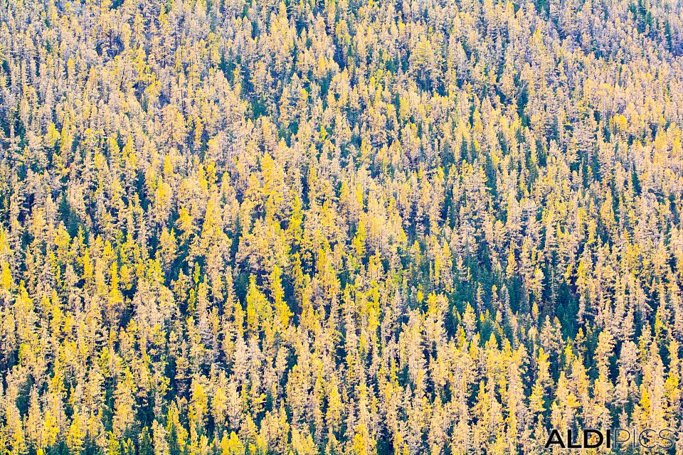 Autumn in Altai