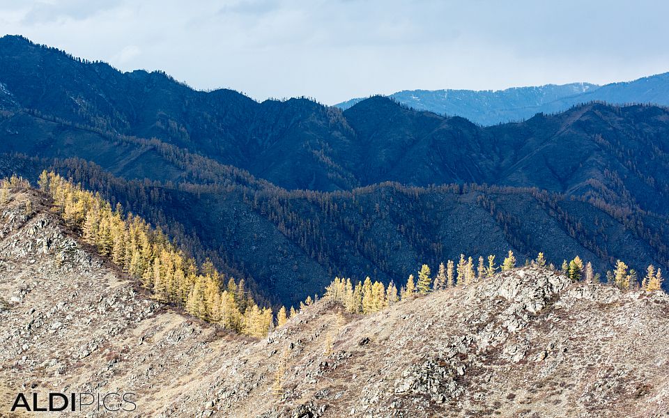 Autumn in Altai