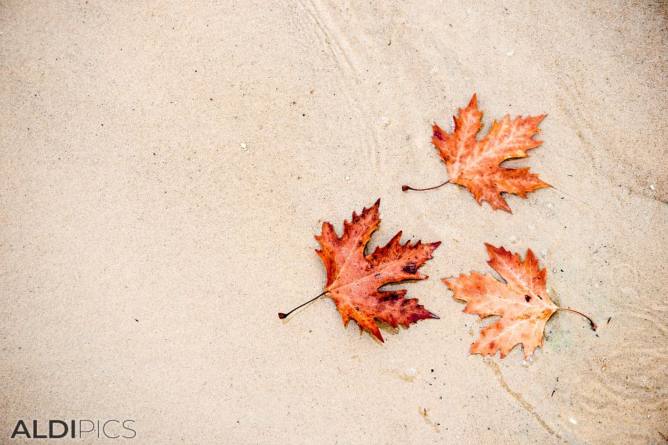 Summer goes, autumn comes