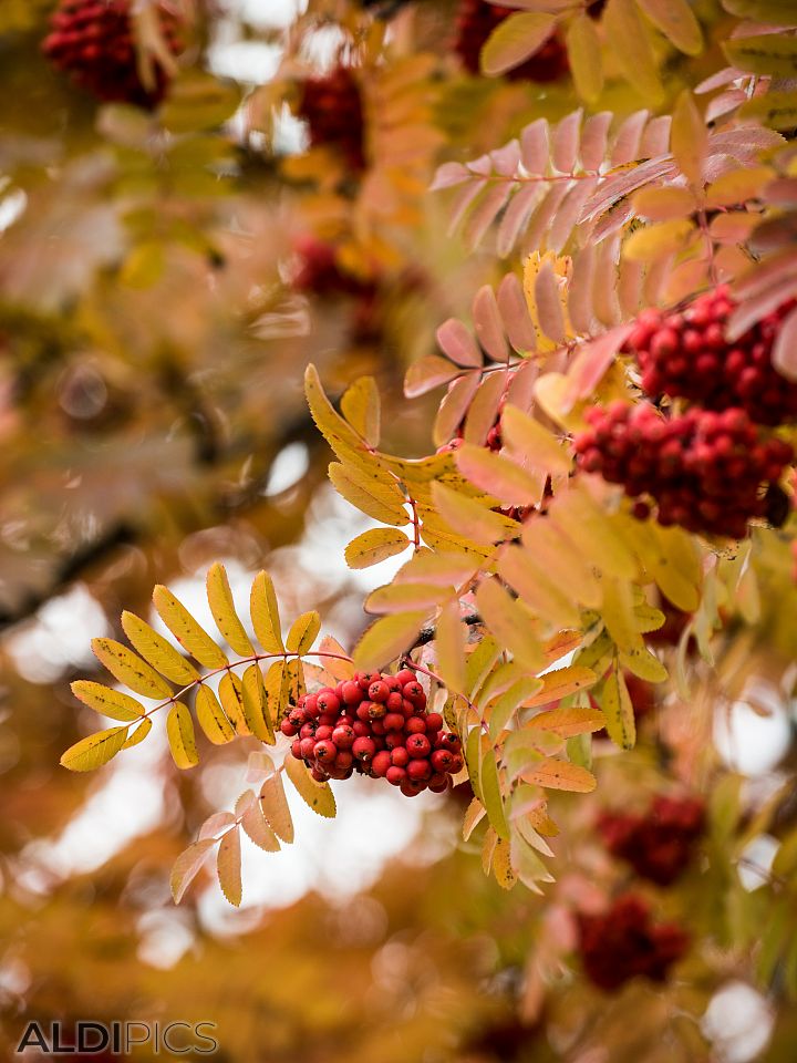 Autumn leaves