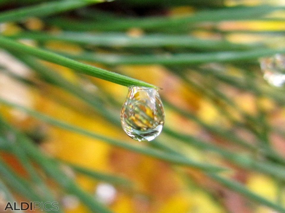 A drop of snow