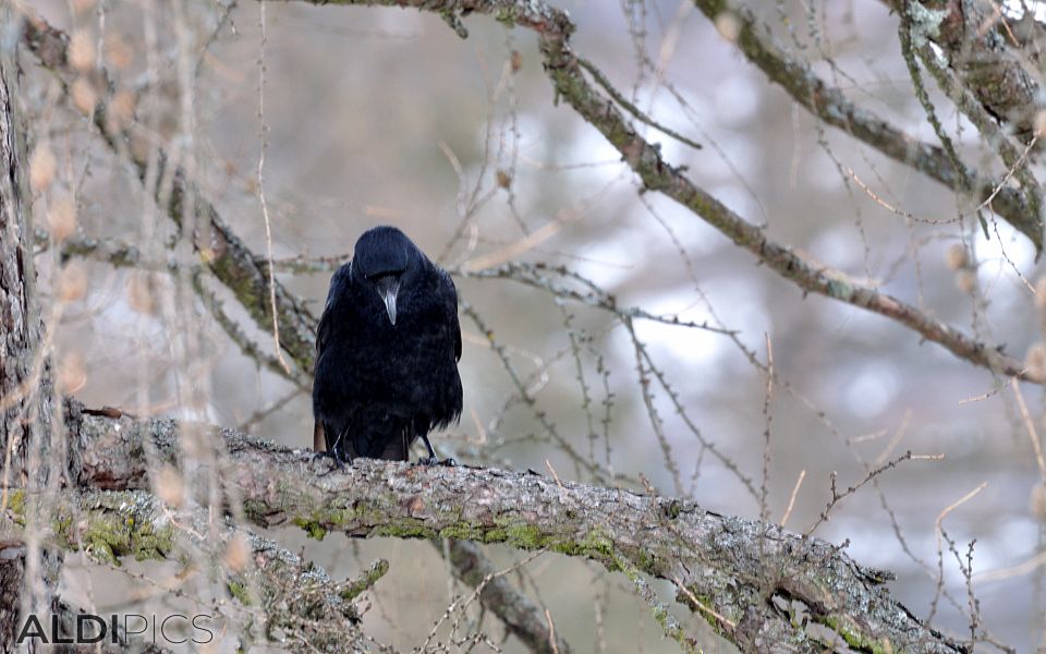 Raven on the tree