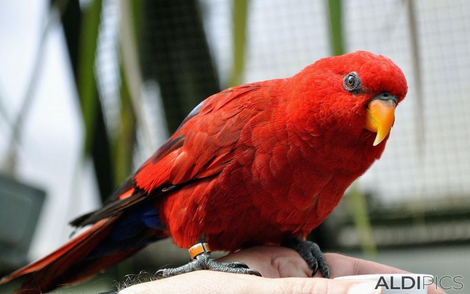 Папагал в сафари парк “Уобърн”
