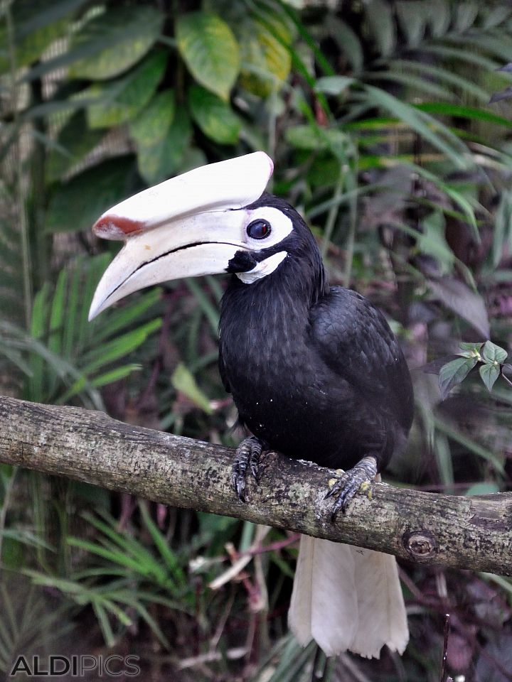 Hornbill