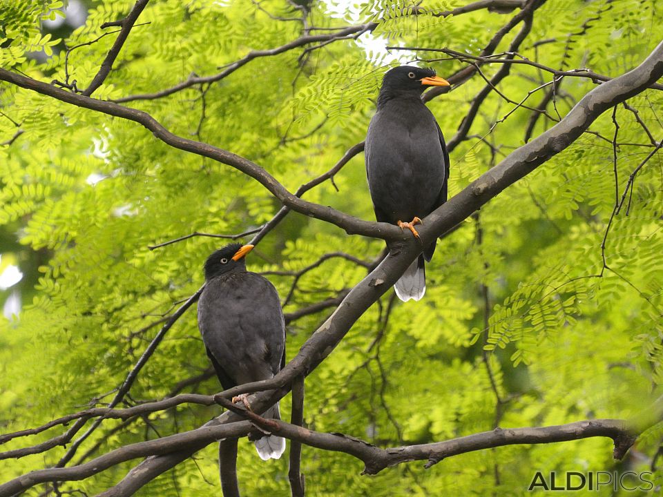 Zoo Singapore