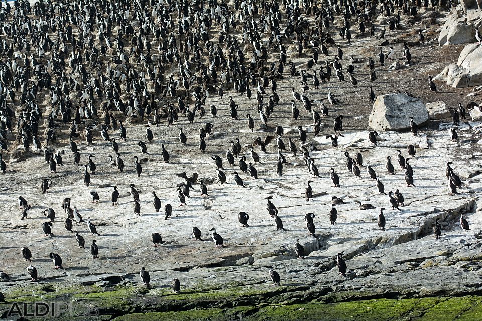 The coast of Ushuaia