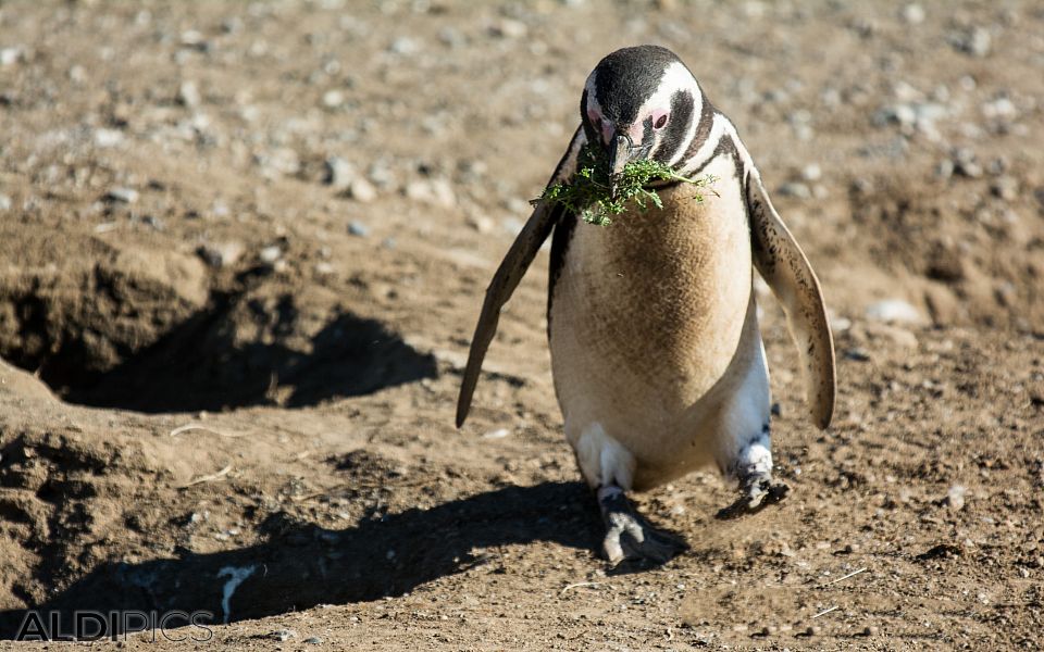 Penguins on Magdalena Island