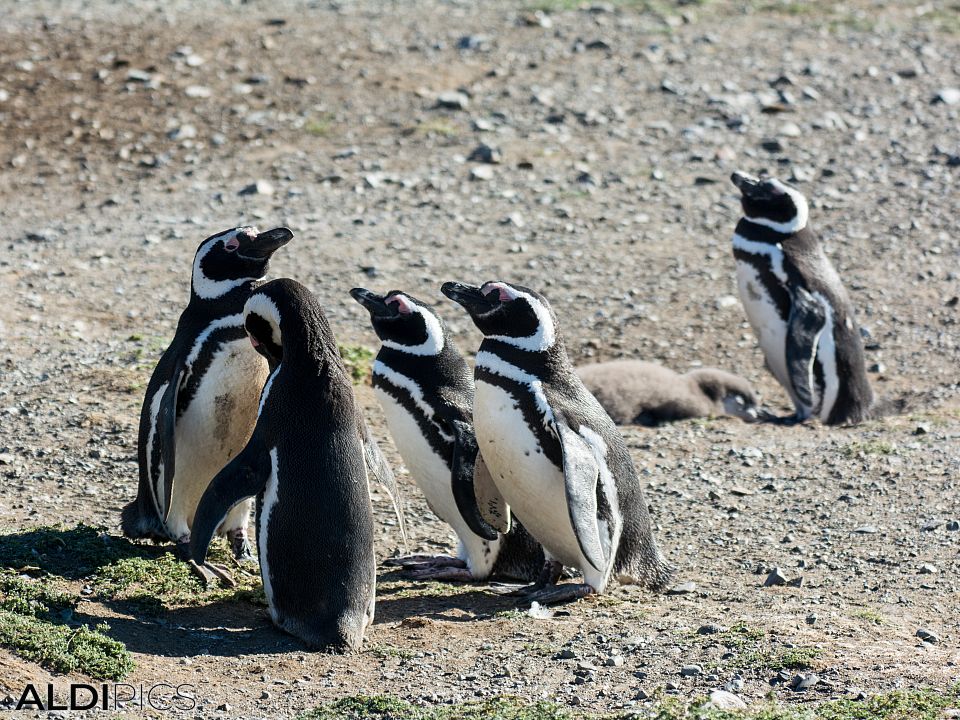 Penguins on Magdalena Island