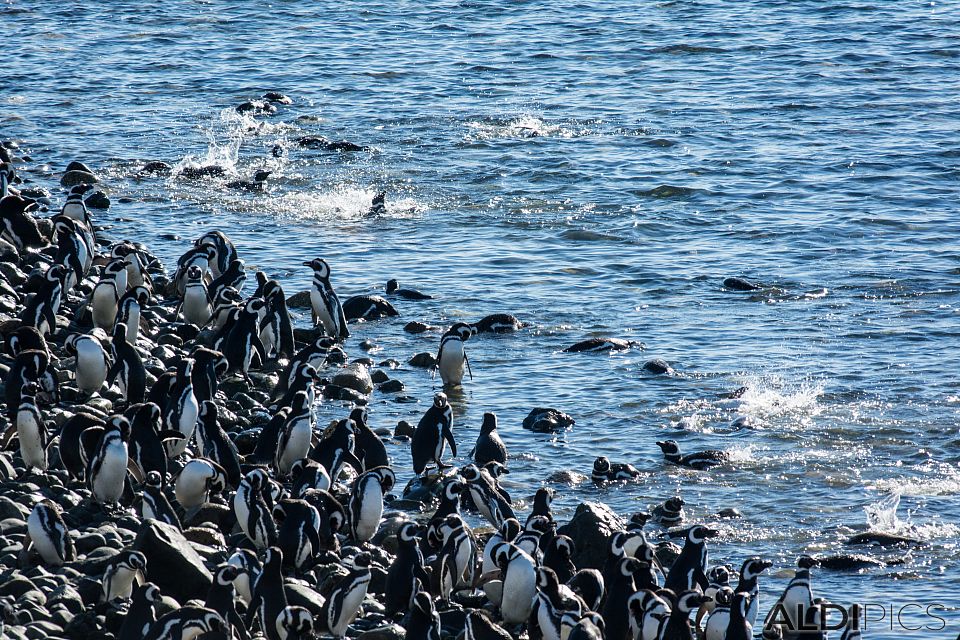 Penguins on Magdalena Island