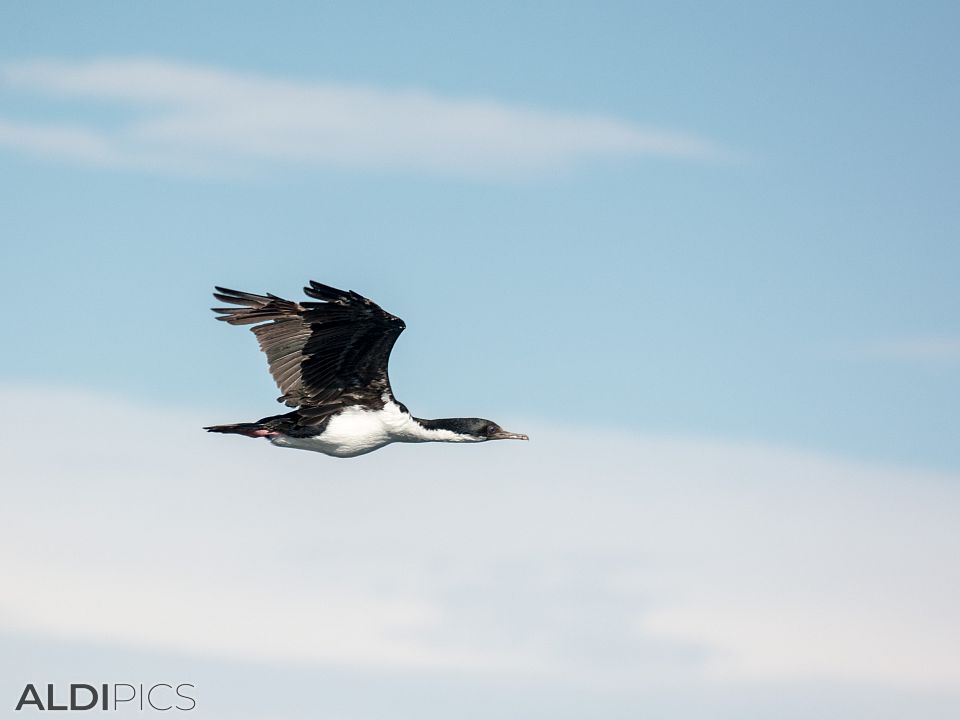 Birds near Magdalena island