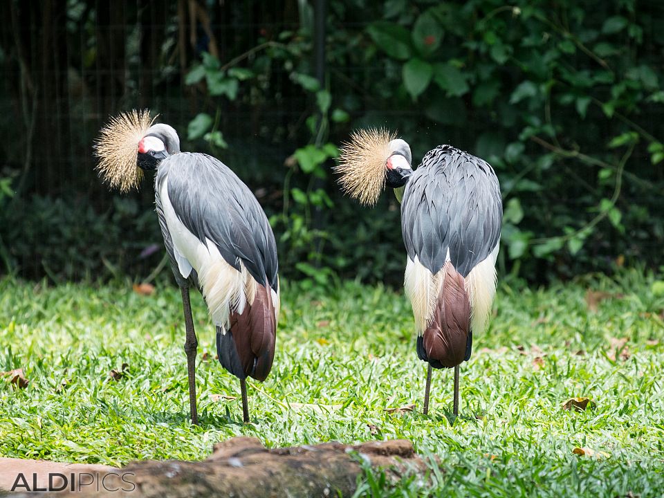 Birds in a park