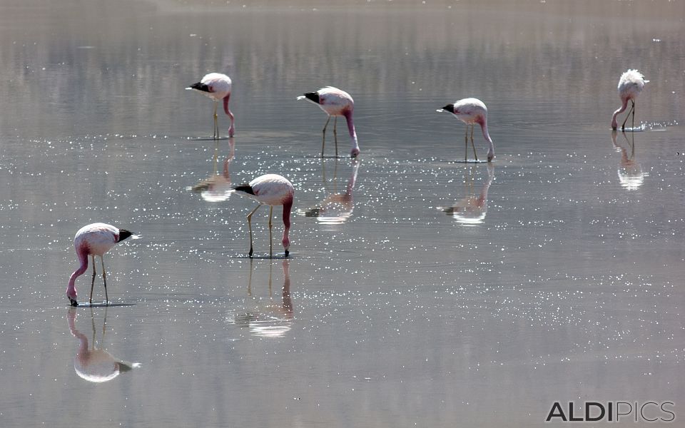 Pink flamingo in the Atacama