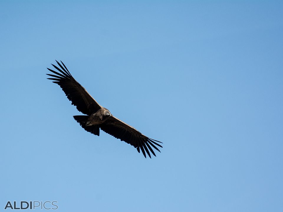 Condors of Colca