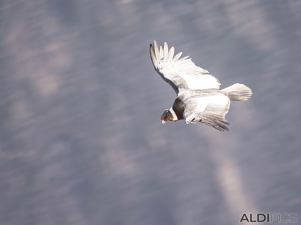 Condors of Colca