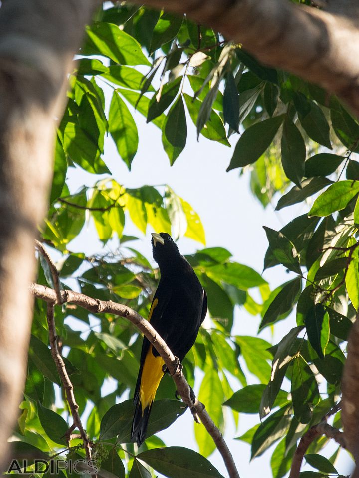 Bird in the branches