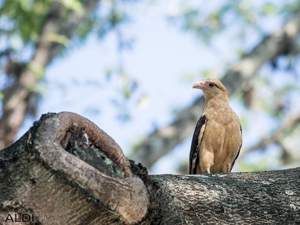 Perched on a tree