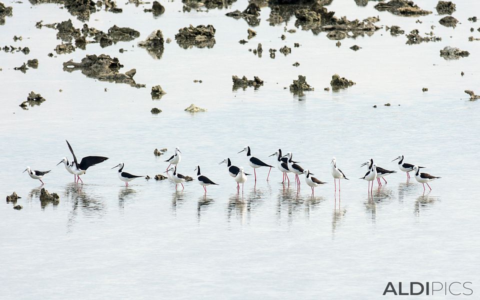 Birds at sea