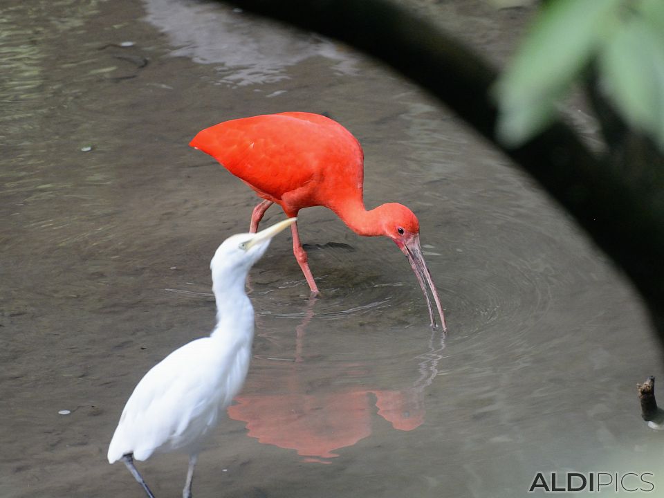 Birds in the park