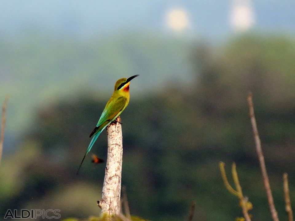 Birds in Kuala Selangor