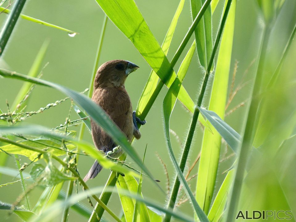 Birds in Kuala Selangor