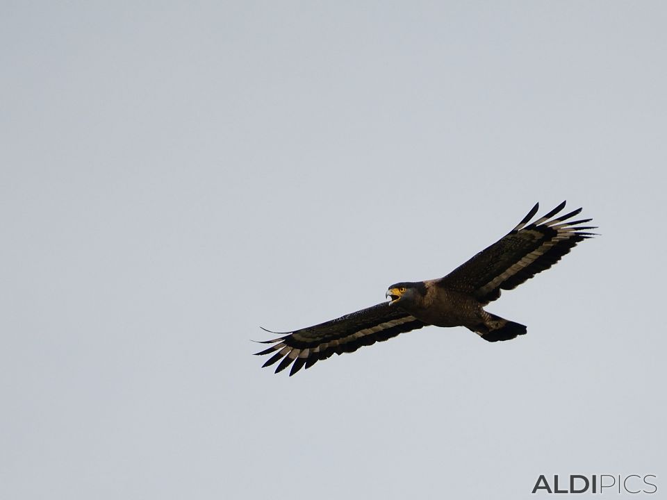 Birds in Kuala Selangor