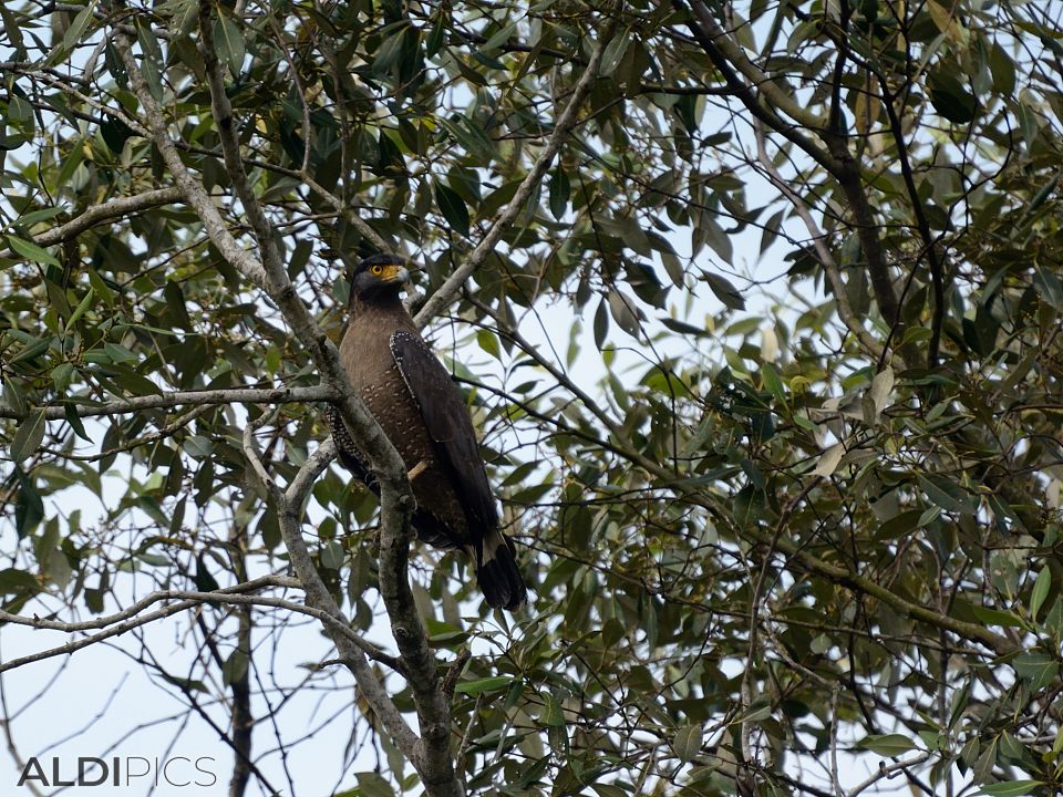 Birds in Kuala Selangor