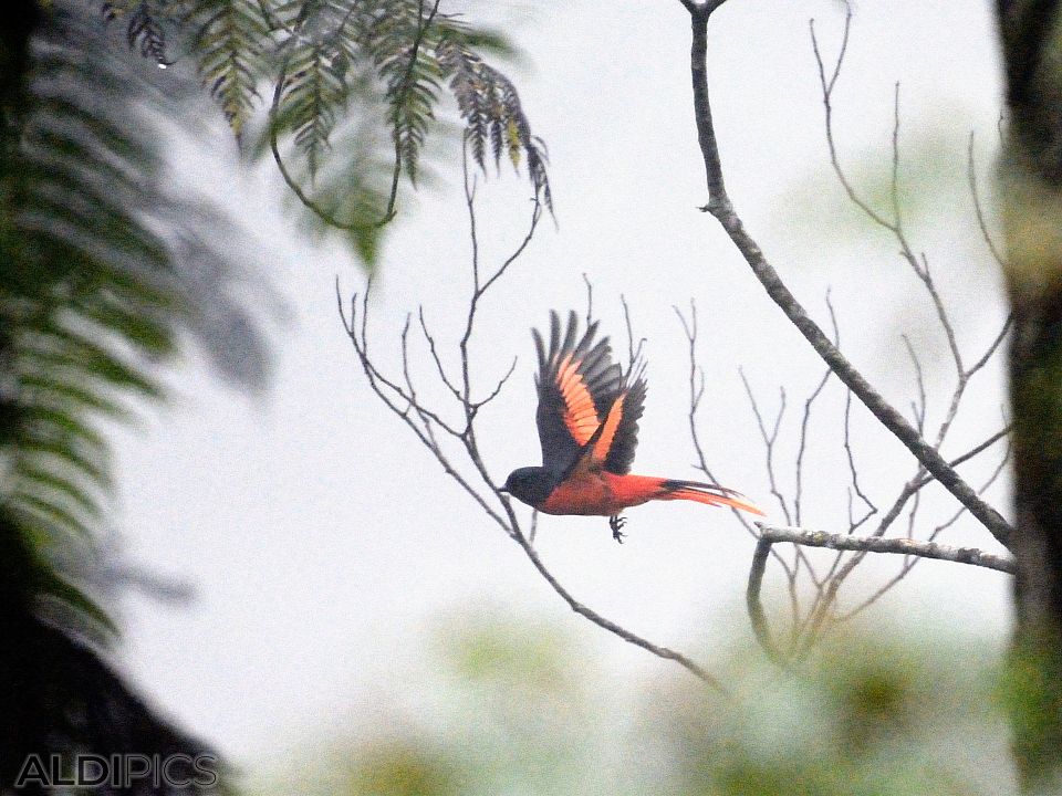 Birds in Fraser's Hill