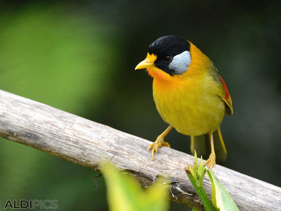 Birds in Fraser's Hill