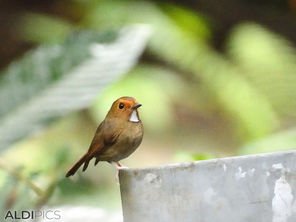 Birds in Fraser's Hill