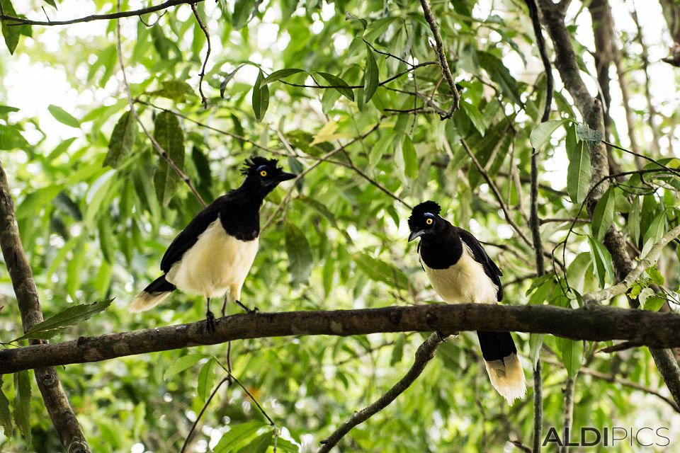 Birds in the park