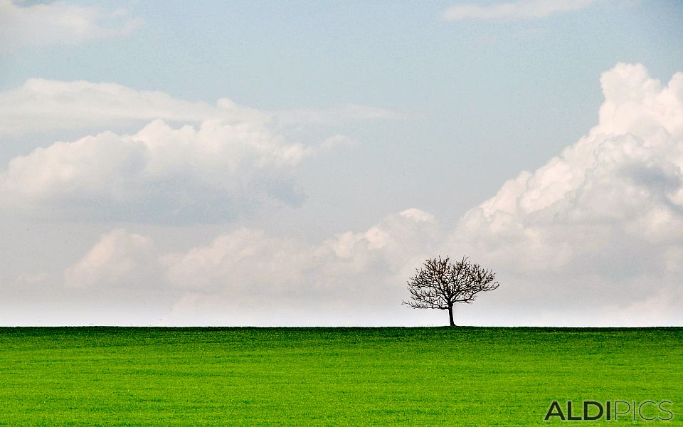 Single tree in the field